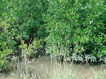 barber1-cnv00160.jpg barber1-cnv00160.jpg